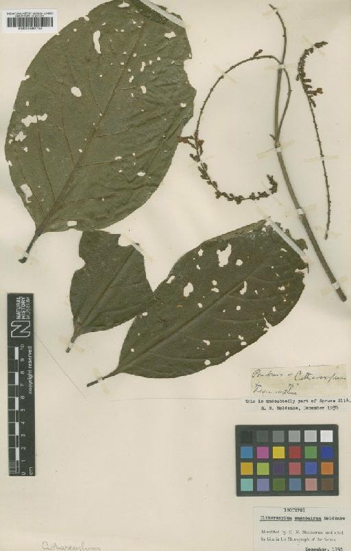 Cytharexylum amazonicum Moldenke - BM000992752