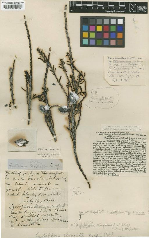 Carpophyllum maschalocarpum (Turner) Grev. - BM000562632