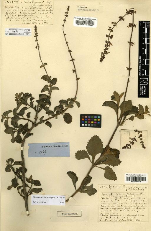 Plectranthus dupuisii (Briq.) A.J.Paton - BM000564040