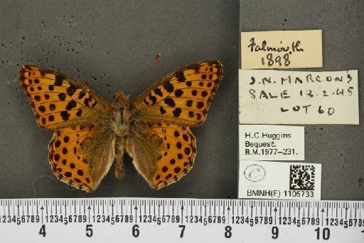 Issoria lathonia (Linnaeus, 1758) - BMNHE_1105733_17189