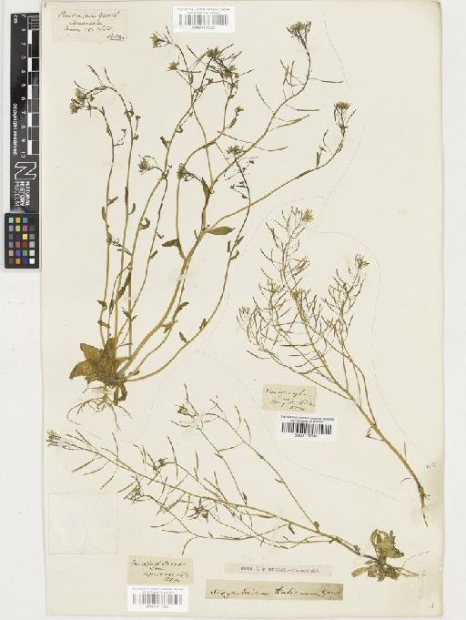 Arabidopsis thaliana (L.) Heynh. - BM001117532