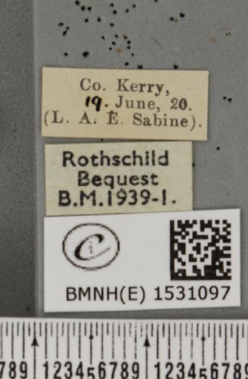 Falcaria lacertinaria (Linnaeus, 1758) - BMNHE_1531097_label_187116