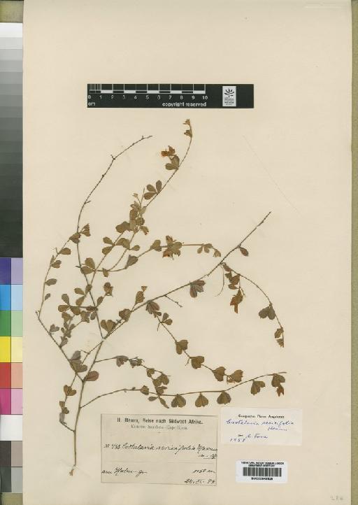 Crotalaria sericifolia Harms - BM000843526