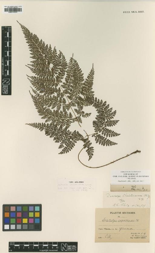 Diacalpe aspidioides Blume - BM001048655