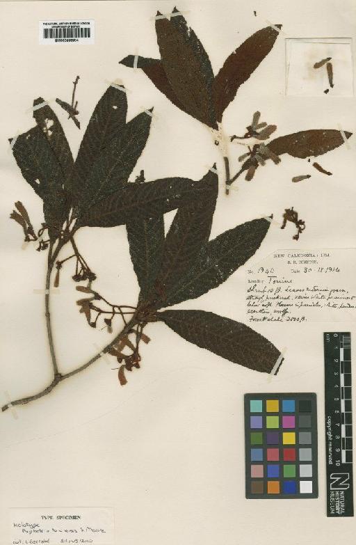 Psychotria toninensis S.Moore - BM000895904