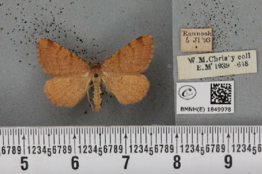 Macaria brunneata ab. atomarioides Nordström, 1941 - BMNHE_1849978_423394