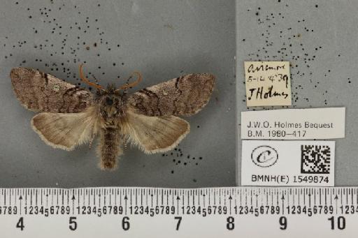 Achlya flavicornis scotica Tutt, 1888 - BMNHE_1549874_239532