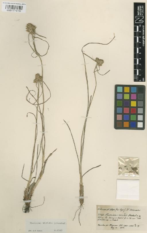 Cyperus cruentus Rottb. - BM013718459