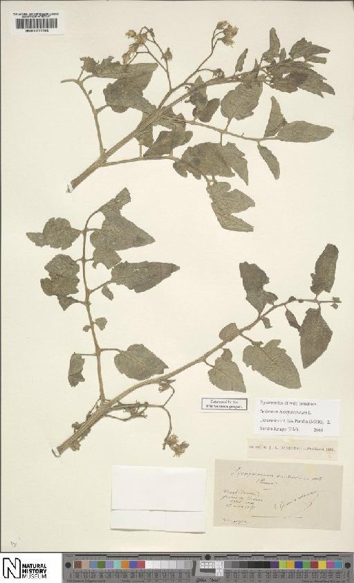 Solanum lycopersicum L. - BM000777785