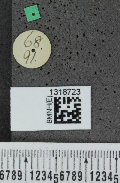 Systena basalis Jacquelin du Val, 1857 - BMNHE_1318723_a_label_26157