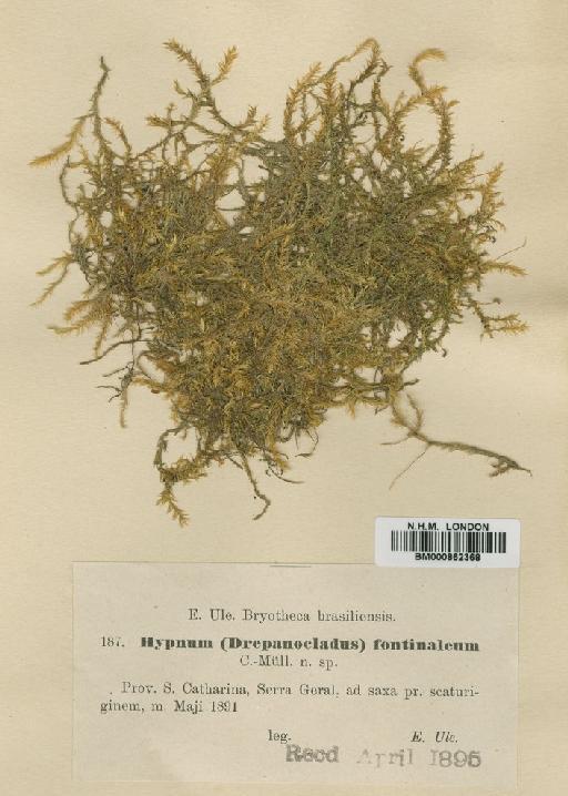 Leptodictyum riparium (Hedw.) Warnst. - BM000862368