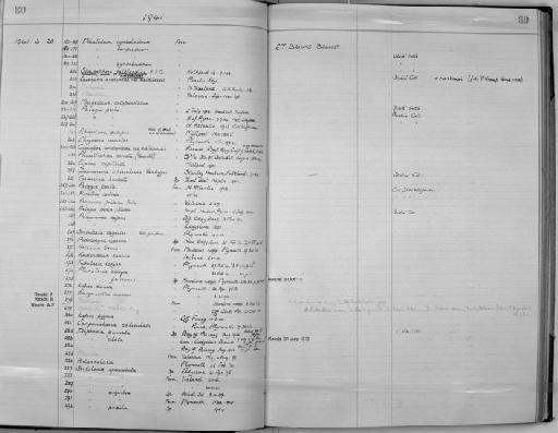 Phacellophora ornata Haeckel - Zoology Accessions Register: Coelenterata: 1934 - 1951: page 80