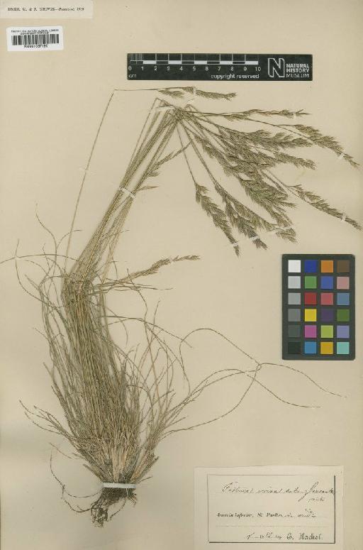 Festuca rupicola Heuff. - BM001067196