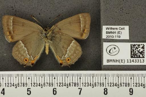 Neozephyrus quercus (Linnaeus, 1758) - BMNHE_1143313_94992