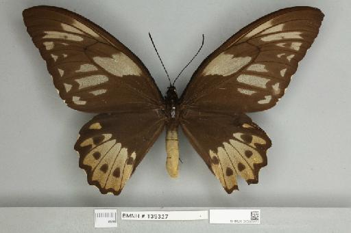 Ornithoptera priamus arruanus Felder, 1859 - 013603162__