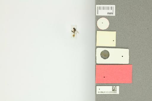 Deinodryinus incaicus Olmi, 1984 - 012858892_Deinodryinus_incaicus_HT_ventral_labels