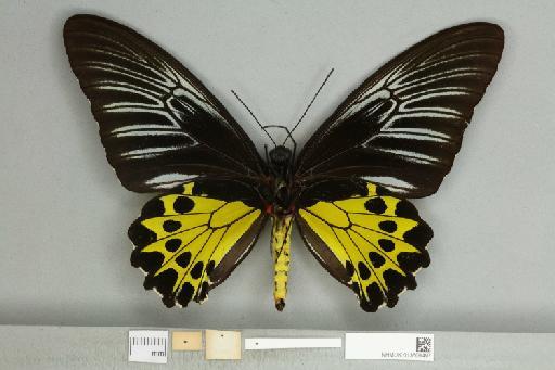 Troides helena heliconoides Moore, 1877 - 013606497_additional