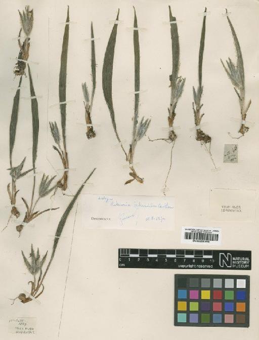 Patersonia babianoides Benth. - BM000990558