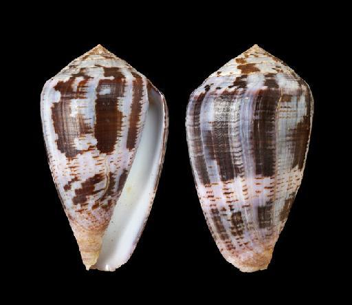 Conus purpurascens G. B. Sowerby I, 1833 - 19991279a