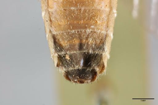 Atylotus albipalpus fuscipes (Ricardo, 1908) - 014064147_ventral_termianlia