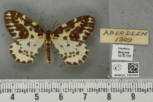 Abraxas grossulariata ab. aberdoniensis Raynor, 1923 - BMNHE_1880545_450847