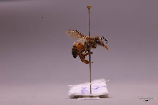 Apis mellifera Linnaeus, 1758 - 013620821_lateral