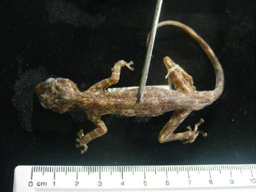 Rana albolabris parkeriana (Mertens, 1938) - Calodactylus 'illingworthi' 1958.1.2.71.JPG