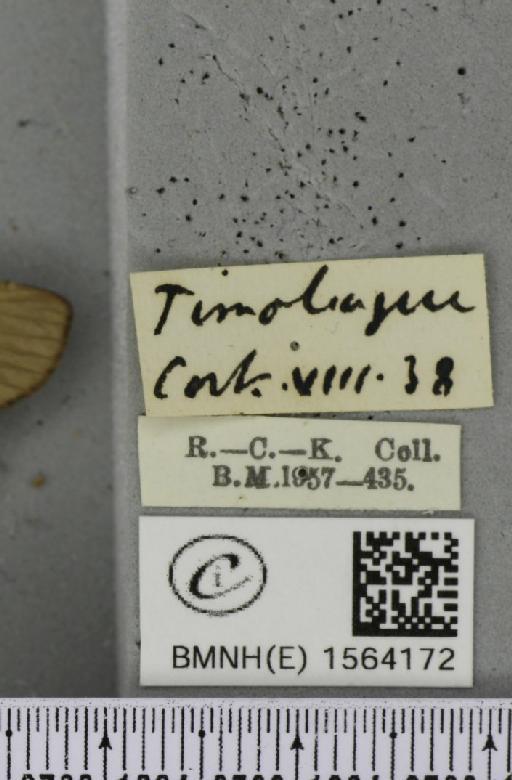 Lithosia quadra (Linnaeus, 1758) - BMNHE_1564172_label_285606