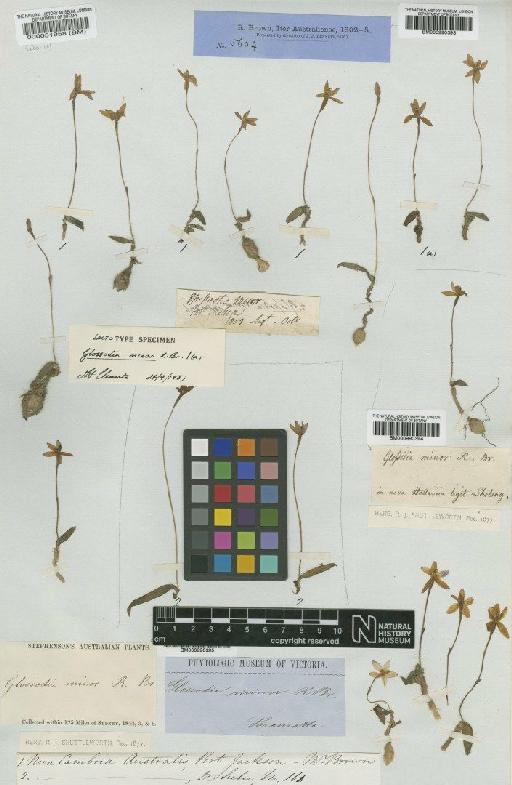 Glossodia minor R.Br. - BM000051958