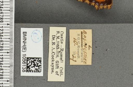 Aglais urticae ab. semialba Frohawk, 1938 - BMNHE_1056138_label_45657