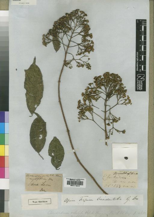 Clerodendron volubile P.Beauv. - BM000798648