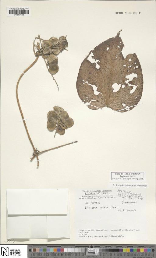 Dioscorea pubera Blume - BM001049522