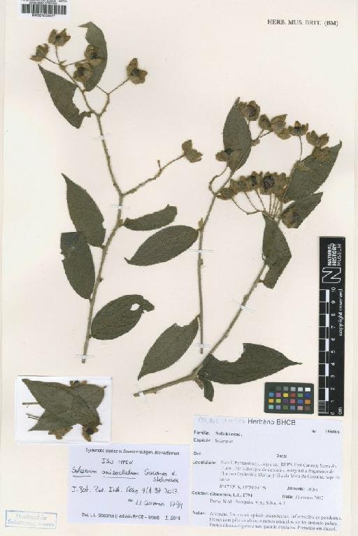 Solanum anisocladum Giacomin & Stehmann - BM001035027