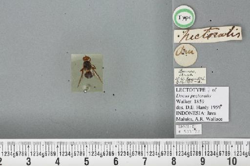 Bactrocera (Bactrocera) pectoralis (Walker, 1859) - BMNHE_533122_33529