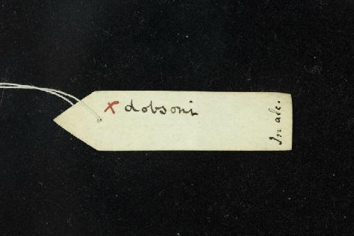 Rhinolophus dobsoni Thomas, 1904 - 1847_5_27_49-Rhinolophus_dobsoni-Holotype-Skull-label_reverse