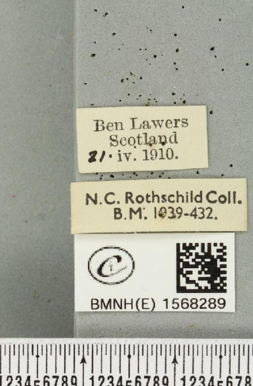 Alsophila aescularia (Denis & Schiffermüller, 1775) - BMNHE_1568289_label_278258