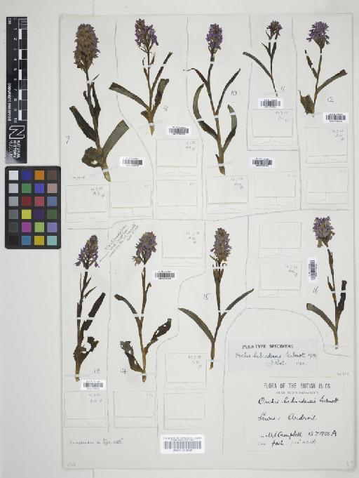Dactylorhiza fuchsii subsp. hebridensis (Wilmott) Soó - 010766302