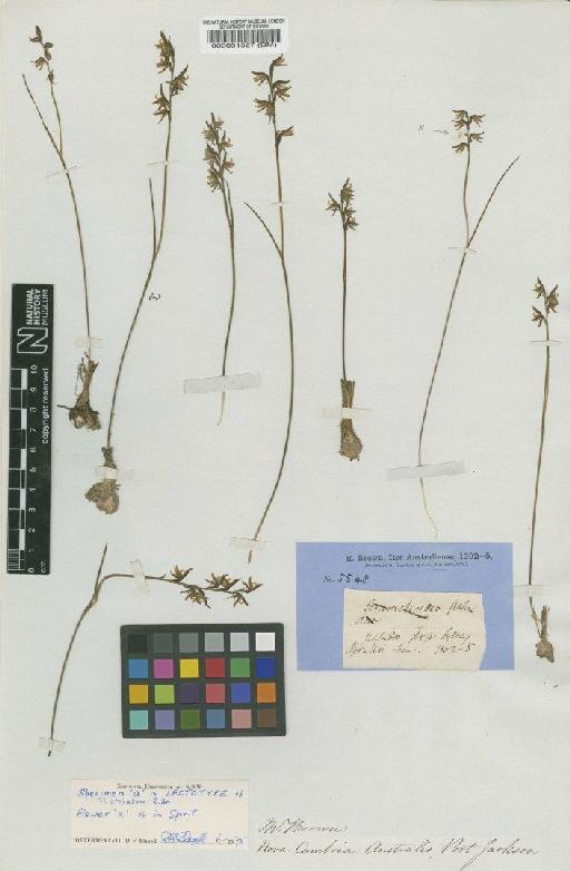 Prasophyllum striatum R.Br. - BM000051527