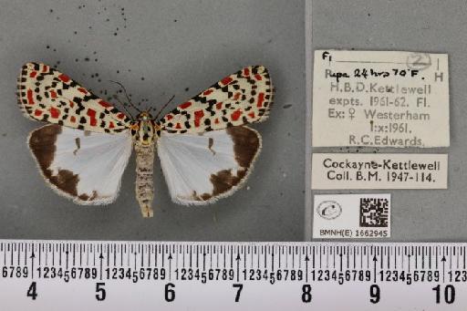 Utetheisa pulchella (Linnaeus, 1758) - BMNHE_1662945_283474