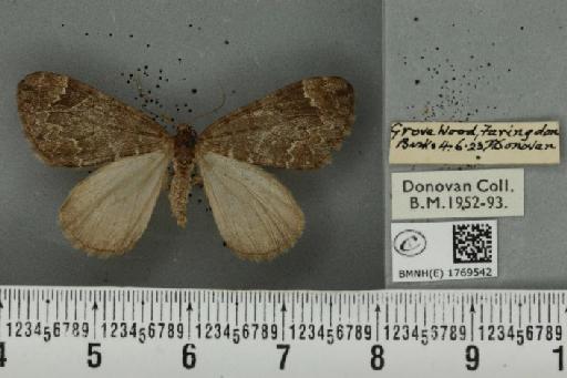 Dysstroma truncata truncata (Hufnagel, 1767) - BMNHE_1769542_350306