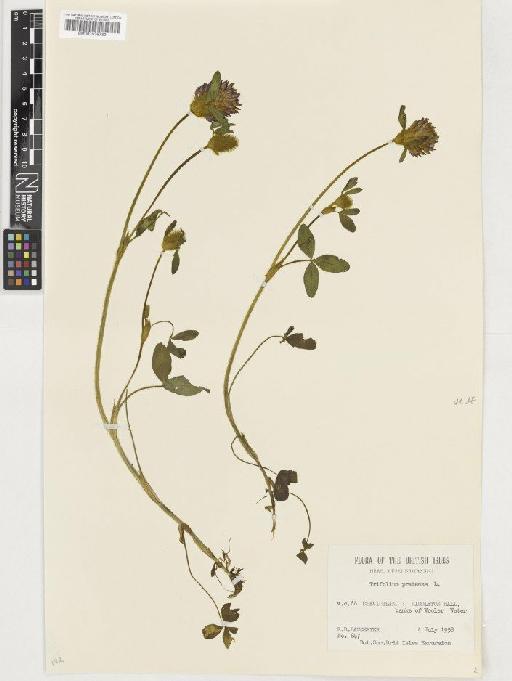 Trifolium pratense L. - BM001036739