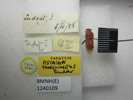 Astacops sanguineus Scudder, 1963 - Astacops sanguineus-BMNH(E)1240109-Paratype  dorsal & labels 1