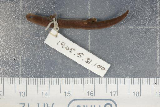 Bolitoglossa orestes - Image of specimen 1905.5.31.100
