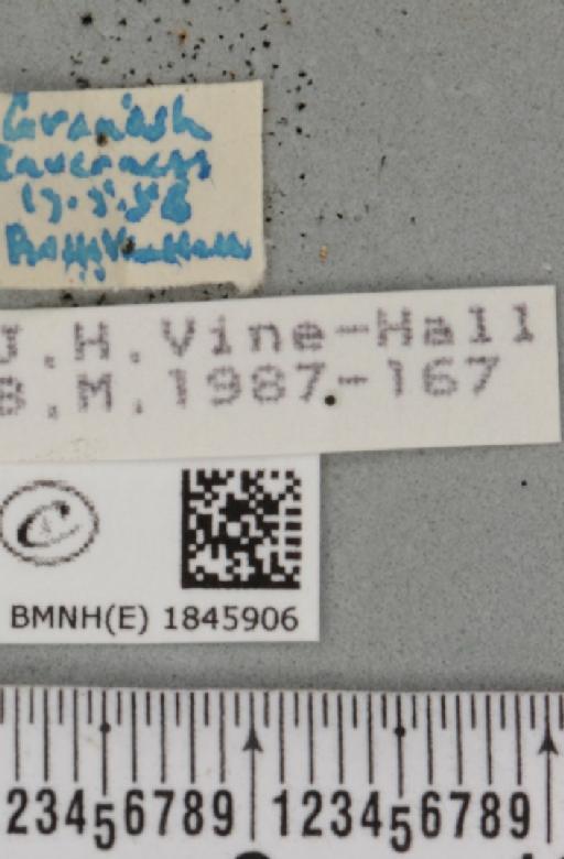 Macaria carbonaria (Clerck, 1759) - BMNHE_1845906_label_422846