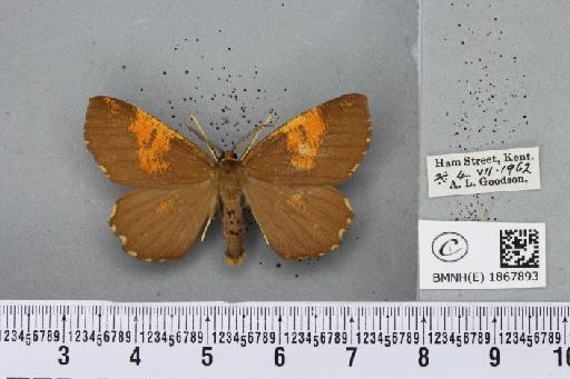 Angerona prunaria (Linnaeus, 1758) - BMNHE_1867893_440370