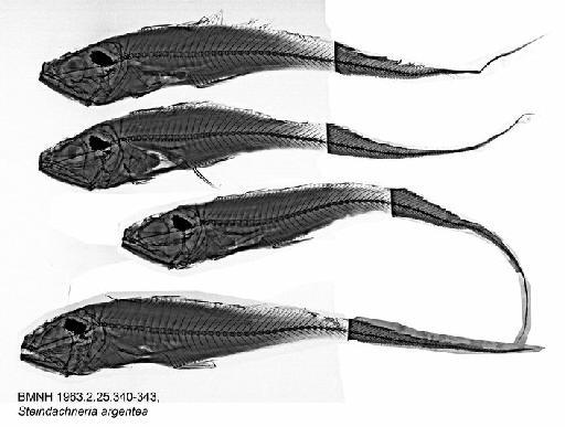 Steindachneria argentea Goode & Bean, 1896 - BMNH 1963.2.25.340-343, Steindachneria argentea, Radiograph