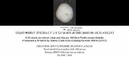 Neogloboquadrina pachyderma (Ehrenberg) - ZF6011-18-Globigerina-pachyderma_obj00031_plane000.jpg