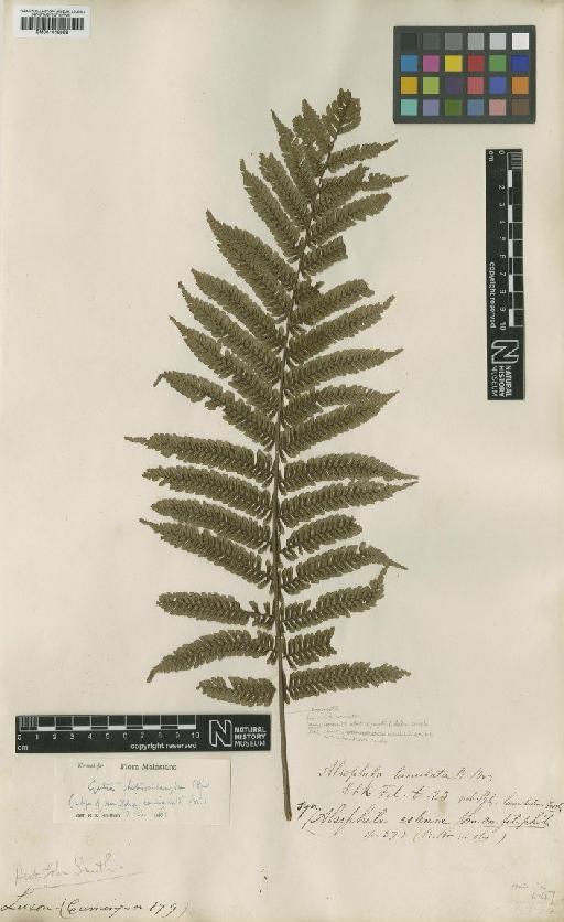Cyathea heterochlamydea Copel. - BM001039998