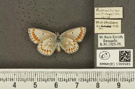 Aricia agestis ab. deleta Cockerell, 1889 - BMNHE_1369585_177469