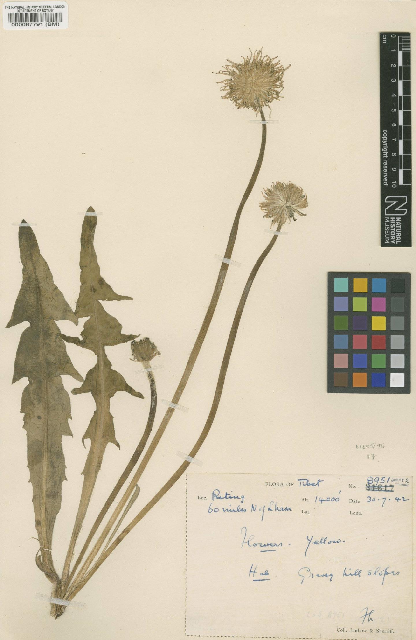 To NHMUK collection (Taraxacum ludlowii Soest; Type; NHMUK:ecatalogue:481709)